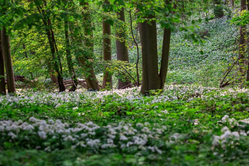 natürliches Ökosystem Wald mit Wildblumen