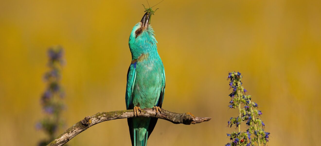 Europäischer Roller in wiederhergestellter Natur