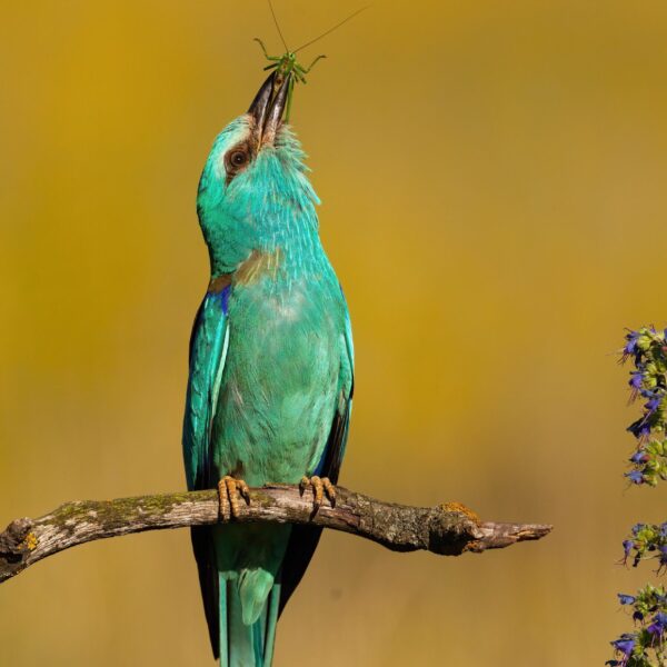 Europäischer Roller in wiederhergestellter Natur