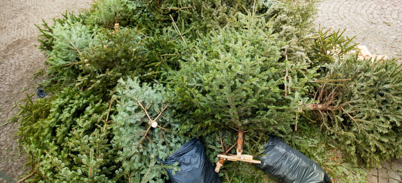 Entsorgte Weihnachtsbäume am Straßenrand