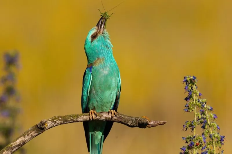 Europäischer Roller in wiederhergestellter Natur